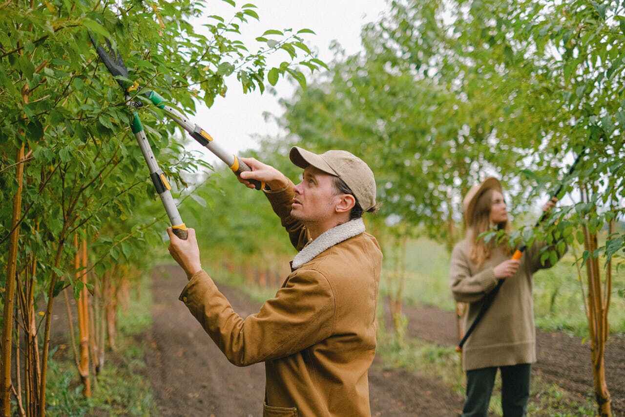 The Steps Involved in Our Tree Care Process in Gambrills, MD